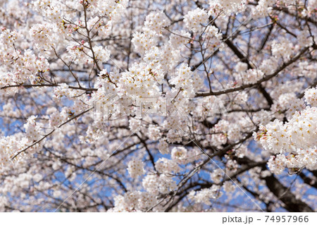 青空と開花したソメイヨシの桜の花 74957966