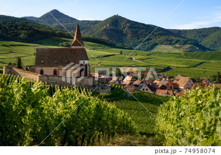 Church and vineyards of Saint-Jacques-le-Major in Hunawihr, Alsace (France) 74958074