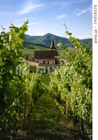 Church and vineyards of Saint-Jacques-le-Major in Hunawihr, Alsace (France) 74958076