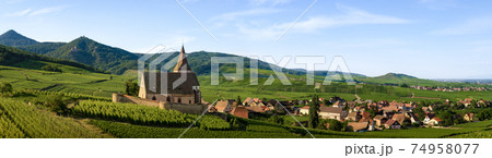 Church and vineyards of Saint-Jacques-le-Major in Hunawihr, Alsace (France) 74958077