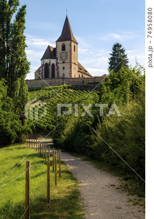 Church and vineyards of Saint-Jacques-le-Major in Hunawihr, Alsace (France) 74958080
