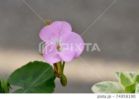 三鷹中原に咲く淡いピンクのゼラニウムの花 74958190