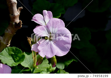 三鷹中原に咲く淡いピンクのゼラニウムの花 74958199