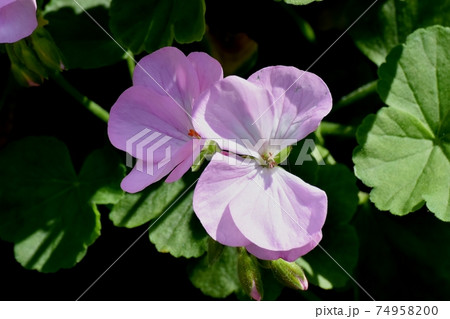 三鷹中原に咲く淡いピンクのゼラニウムの花 三鷹中原に咲く淡いピンクのゼラニウムの花 74958200