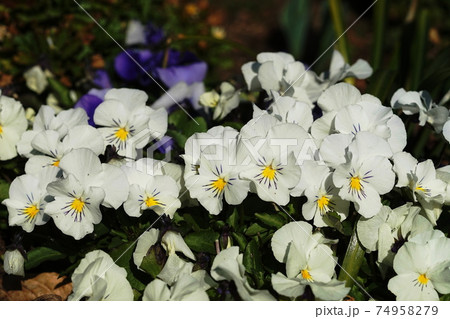 2月 調布862ビオラ・スミレ科・京王フローラルガーデンアンジェ 2月 調布862ビオラ・スミレ科・京王フローラルガーデンアンジェ 74958279