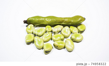 そら豆　白背景 74958322
