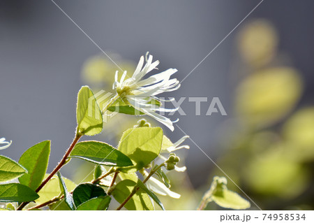 三鷹中原に咲く白いトキワマンサクの花 三鷹中原に咲く白いトキワマンサクの花 74958534