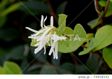 三鷹中原に咲く白いトキワマンサクの花 74958542