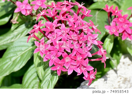 三鷹中原に咲くピンクのペンタスの花 三鷹中原に咲くピンクのペンタスの花 74958543