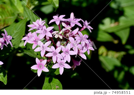 三鷹中原に咲くピンクのペンタスの花 74958551