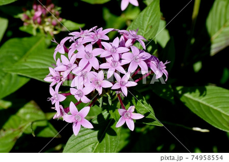 三鷹中原に咲くピンクのペンタスの花 74958554