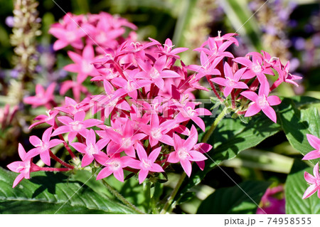 三鷹中原に咲くピンクのペンタスの花 三鷹中原に咲くピンクのペンタスの花 74958555