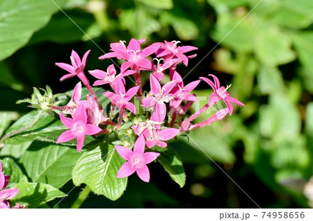 三鷹中原に咲くピンクのペンタスの花 74958656