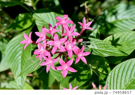 三鷹中原に咲くピンクのペンタスの花 74958657
