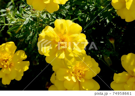 三鷹中原に咲く黄色いマリーゴールドの花 74958661