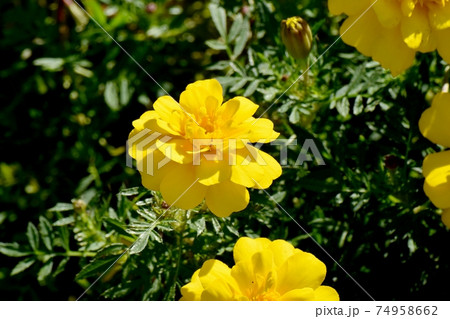 三鷹中原に咲く黄色いマリーゴールドの花 三鷹中原に咲く黄色いマリーゴールドの花 74958662