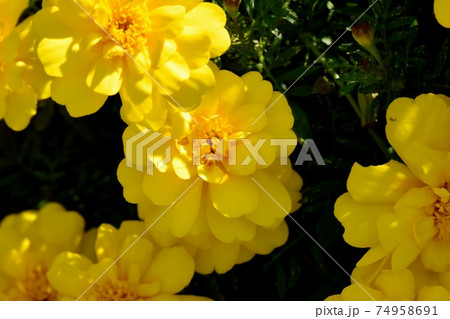 三鷹中原に咲く黄色いマリーゴールドの花 74958691