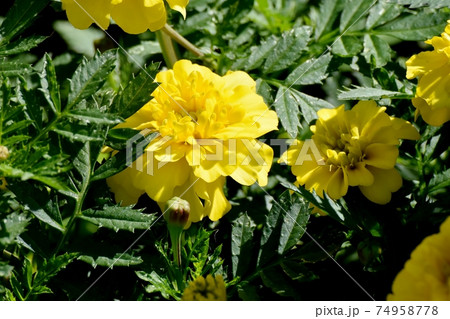三鷹中原に咲く黄色いマリーゴールドの花 三鷹中原に咲く黄色いマリーゴールドの花 74958778