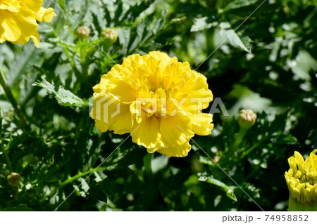 三鷹中原に咲く黄色いマリーゴールドの花 74958852