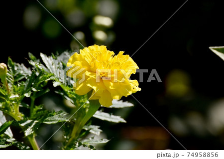 三鷹中原に咲く黄色いマリーゴールドの花 三鷹中原に咲く黄色いマリーゴールドの花 74958856