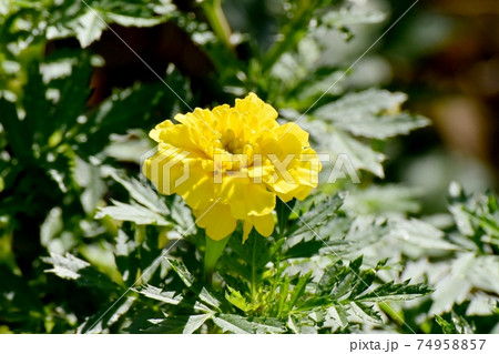 三鷹中原に咲く黄色いマリーゴールドの花 三鷹中原に咲く黄色いマリーゴールドの花 74958857