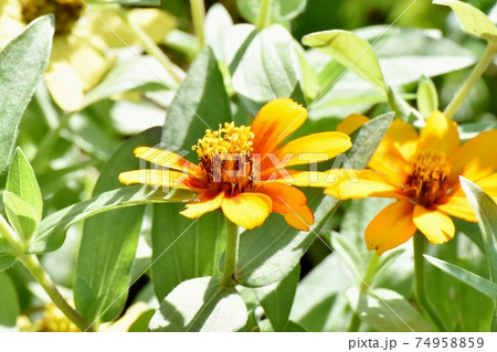 三鷹中原に咲くオレンジ色のヒャクニチソウの花 三鷹中原に咲くオレンジ色のヒャクニチソウの花 74958859
