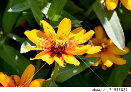 三鷹中原に咲くオレンジ色のヒャクニチソウの花 74958881