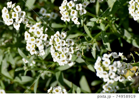 三鷹中原に咲く白いアリッサム(スイートアリッサム)の花 74958919