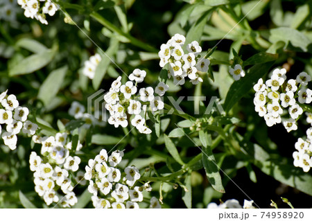 三鷹中原に咲く白いアリッサム スイートアリッサム の花の写真素材 7495