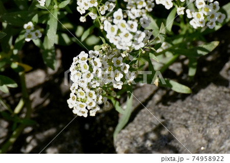 三鷹中原に咲く白いアリッサム(スイートアリッサム)の花 三鷹中原に咲く白いアリッサム(スイートアリッサム)の花 74958922