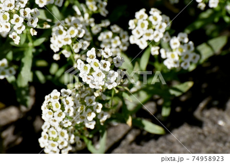 三鷹中原に咲く白いアリッサム(スイートアリッサム)の花 74958923
