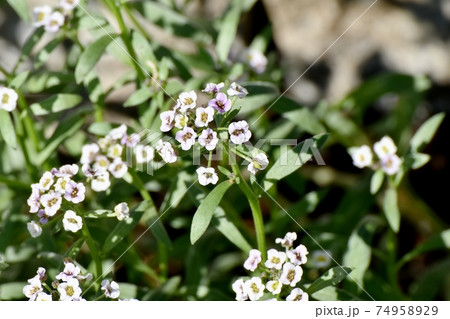 三鷹中原に咲く白いアリッサム(スイートアリッサム)の花 三鷹中原に咲く白いアリッサム(スイートアリッサム)の花 74958929