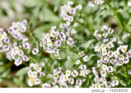 三鷹中原に咲く白いアリッサム(スイートアリッサム)の花 三鷹中原に咲く白いアリッサム(スイートアリッサム)の花 74958930