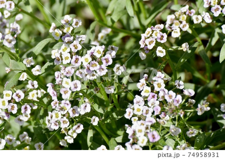 三鷹中原に咲く白いアリッサム(スイートアリッサム)の花 74958931