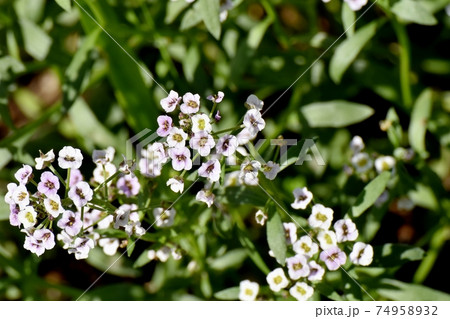 三鷹中原に咲く白いアリッサム(スイートアリッサム)の花 三鷹中原に咲く白いアリッサム(スイートアリッサム)の花 74958932