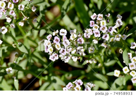 三鷹中原に咲く白いアリッサム(スイートアリッサム)の花 三鷹中原に咲く白いアリッサム(スイートアリッサム)の花 74958933
