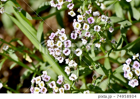 三鷹中原に咲く白いアリッサム(スイートアリッサム)の花 74958934