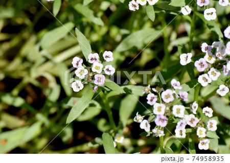 三鷹中原に咲く白いアリッサム(スイートアリッサム)の花 三鷹中原に咲く白いアリッサム(スイートアリッサム)の花 74958935