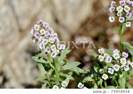 三鷹中原に咲く白いアリッサム(スイートアリッサム)の花 三鷹中原に咲く白いアリッサム(スイートアリッサム)の花 74958938