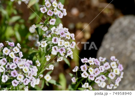 三鷹中原に咲く白いアリッサム(スイートアリッサム)の花 74958940