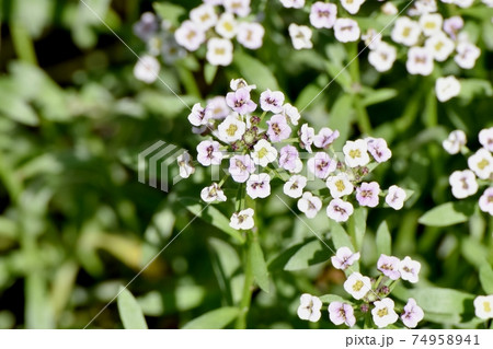 三鷹中原に咲く白いアリッサム(スイートアリッサム)の花 74958941