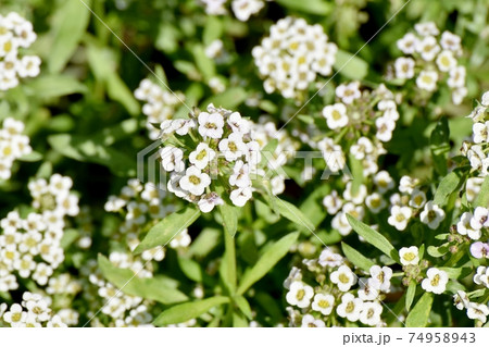 三鷹中原に咲く白いアリッサム(スイートアリッサム)の花 三鷹中原に咲く白いアリッサム(スイートアリッサム)の花 74958943