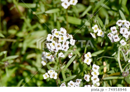 三鷹中原に咲く白いアリッサム(スイートアリッサム)の花 三鷹中原に咲く白いアリッサム(スイートアリッサム)の花 74958946