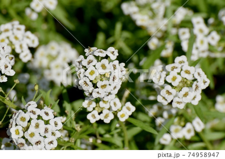 三鷹中原に咲く白いアリッサム(スイートアリッサム)の花 三鷹中原に咲く白いアリッサム(スイートアリッサム)の花 74958947