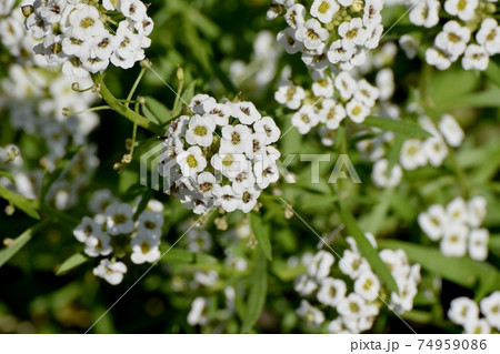 三鷹中原に咲く白いアリッサム(スイートアリッサム)の花 74959086