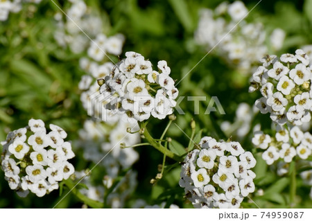 三鷹中原に咲く白いアリッサム(スイートアリッサム)の花 74959087
