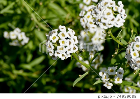 三鷹中原に咲く白いアリッサム(スイートアリッサム)の花 74959088
