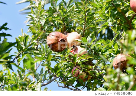 三鷹中原になるザクロの実 74959090