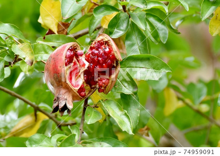 三鷹中原になるザクロの実 三鷹中原になるザクロの実 74959091