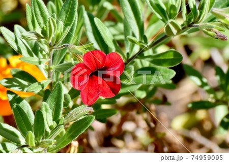 三鷹中原に咲く赤いカリブラコアの花 三鷹中原に咲く赤いカリブラコアの花 74959095